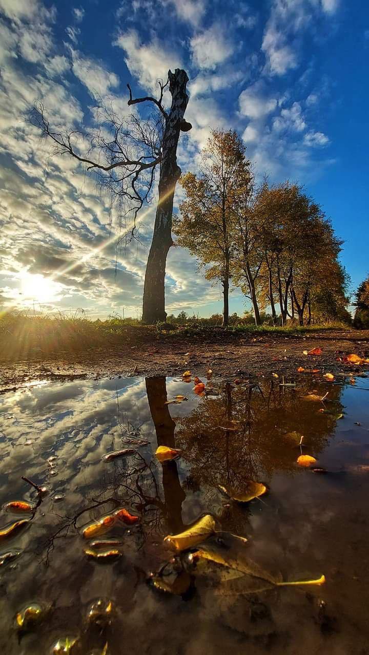 Dace Rudzīte
