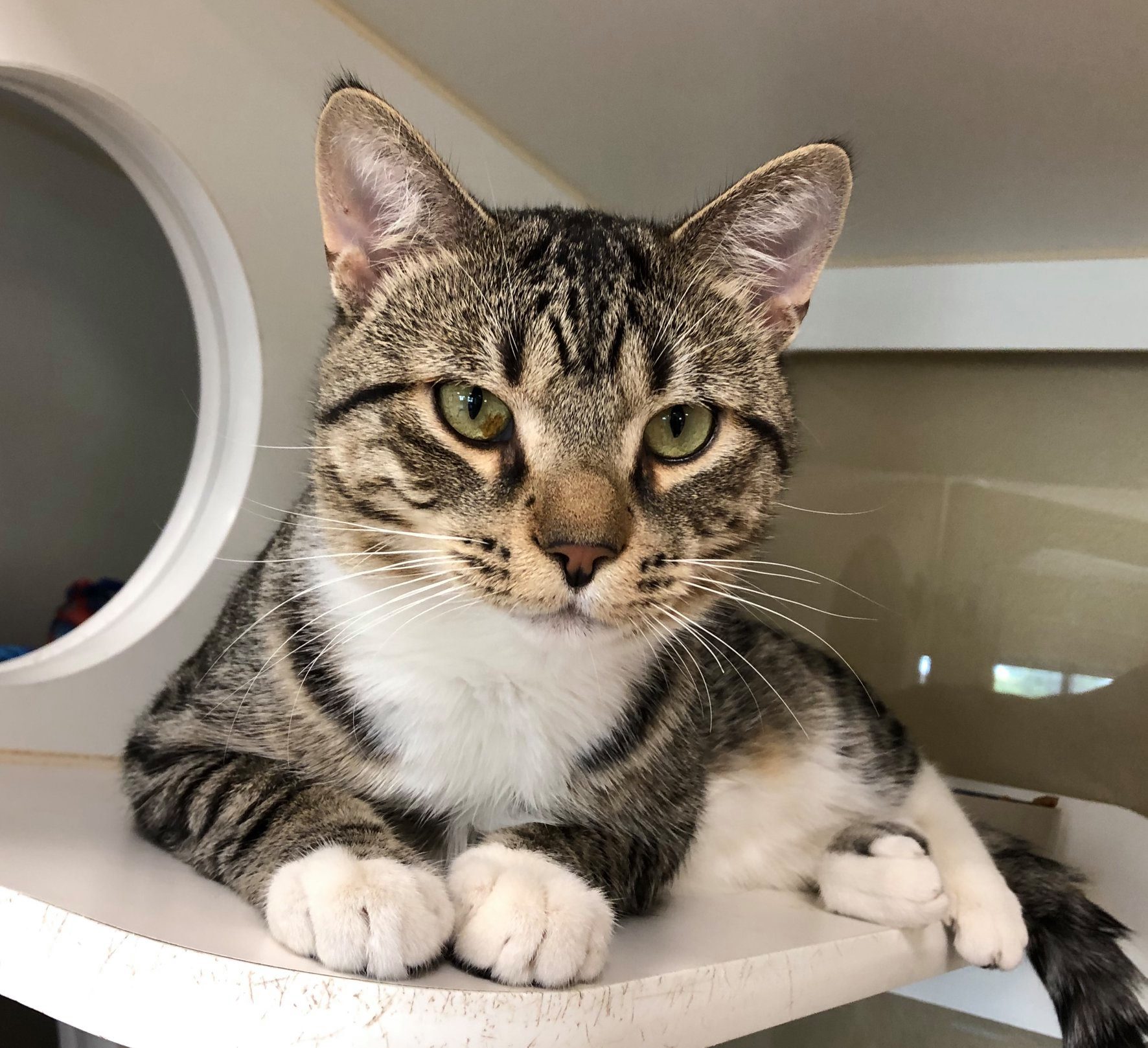 There are so many cats and kittens that need homes at MADACC. MADACC is ...