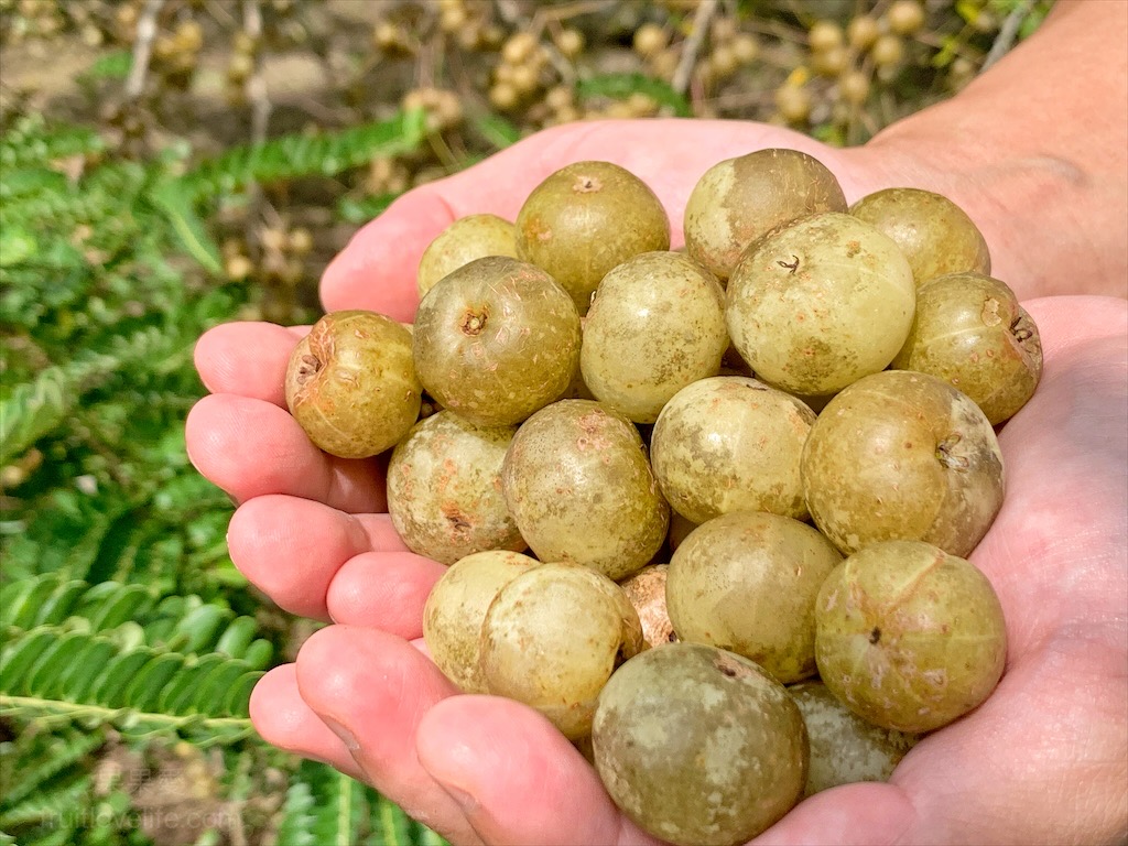 曾猴子 - 油甘果開放採果體驗囉~~豫章油甘休閒農場 根據店家的粉專公告 目前鮮果一斤100元 之前的圖文分享 :... | Facebook