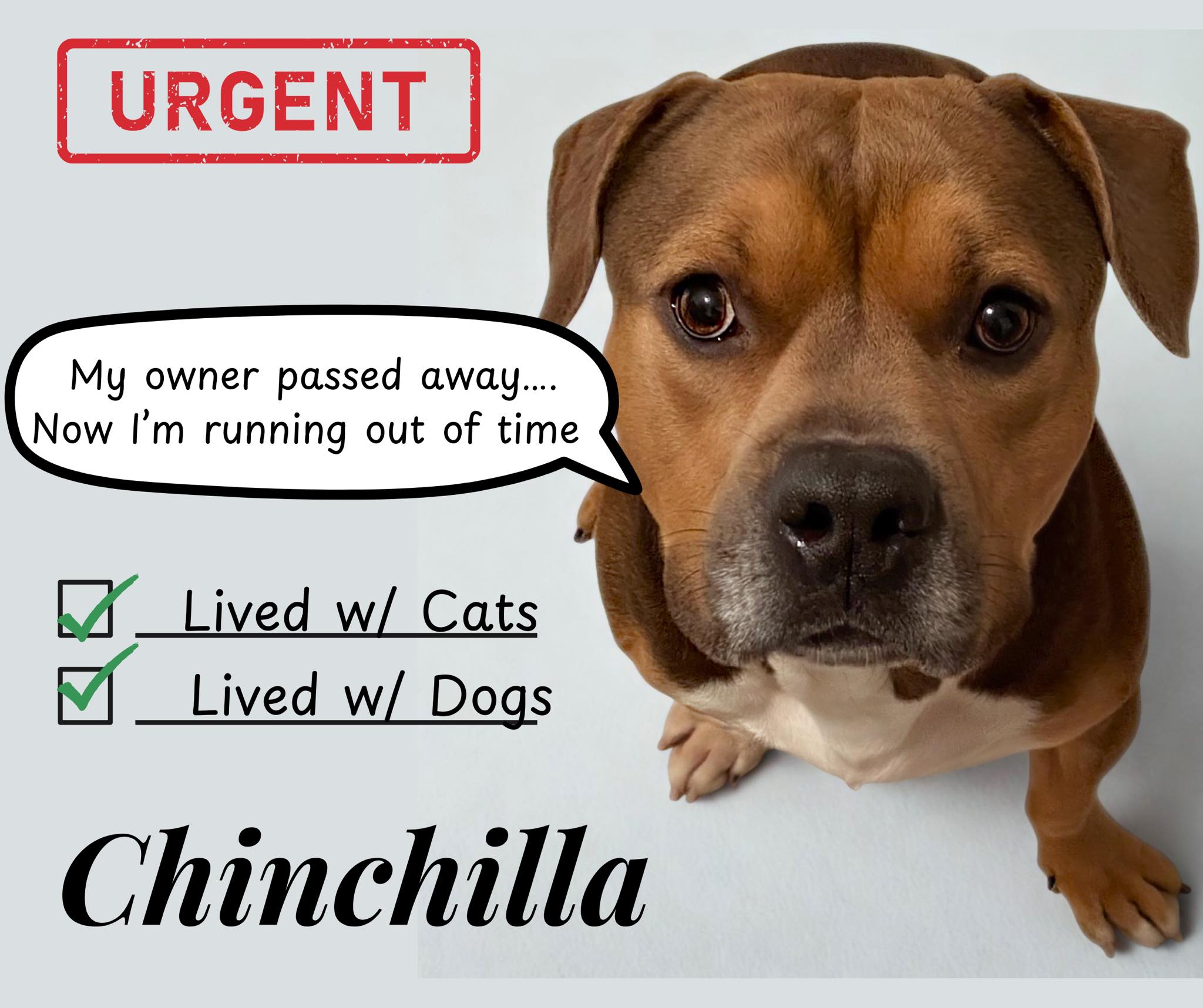 Urgent Acct Philly, please share and pledge for chinchilla who