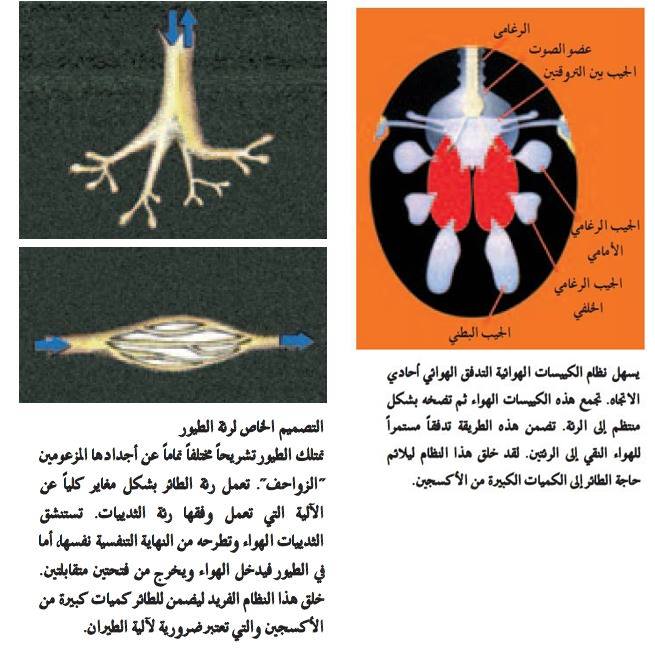 ملاك رياش الآلة الطائرة النظام التنفسي يعمل الجهاز التنفسي عند الطيور بشكل مختلف تماما عن الثدييات لعدة أسباب السبب الأول يعود إلى الحاجة المفرطة للأكسجين الذي يستهلكه الطائر على سبيل