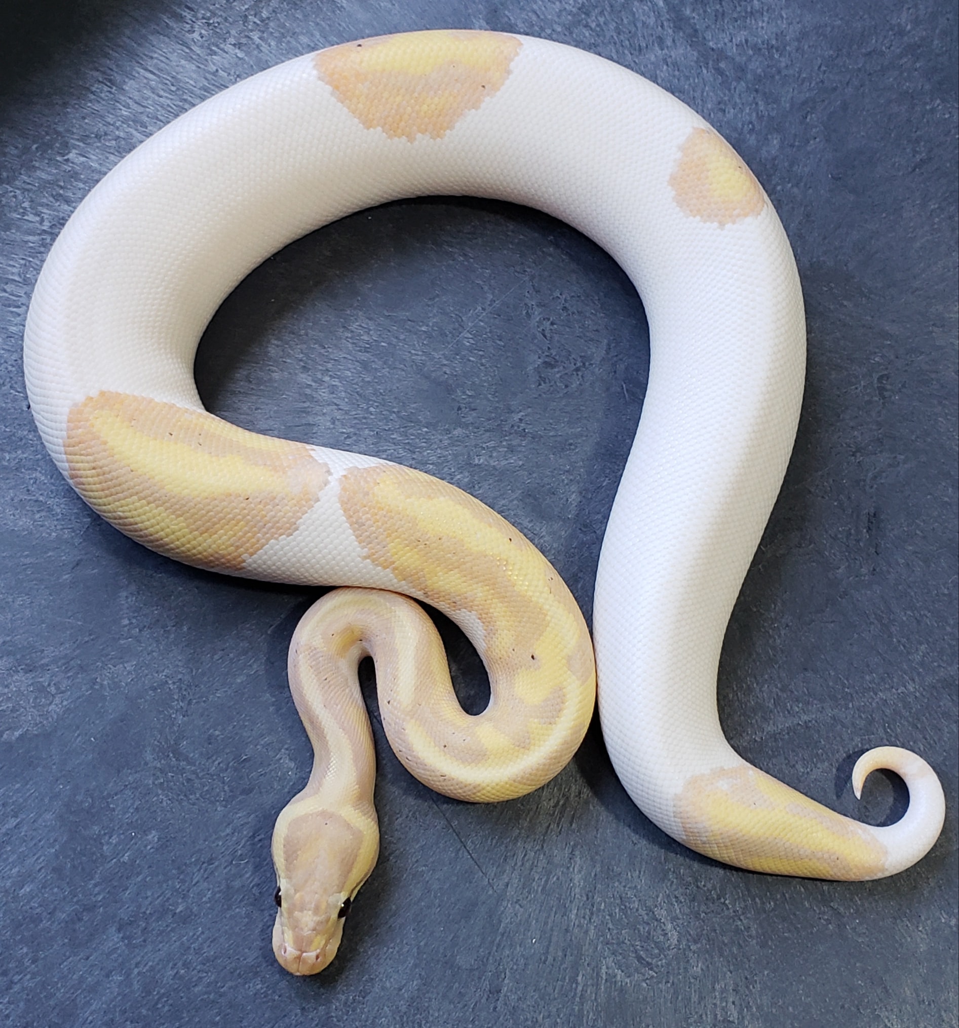 JGA Exotics - This banana fire pied has his bags packed...