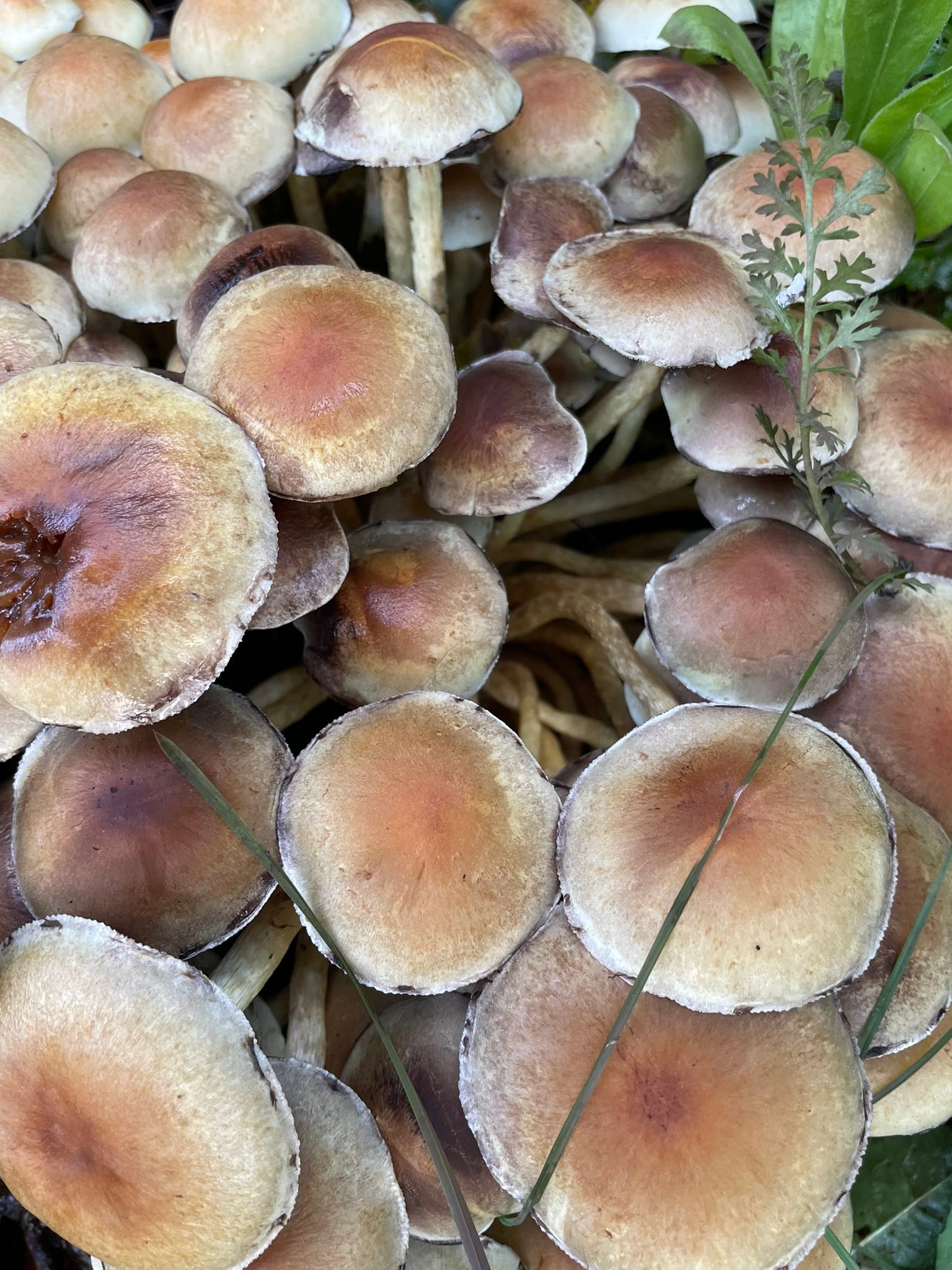 suomen-sieniseura-finlands-svampv-nner-ry-finnish-mycological