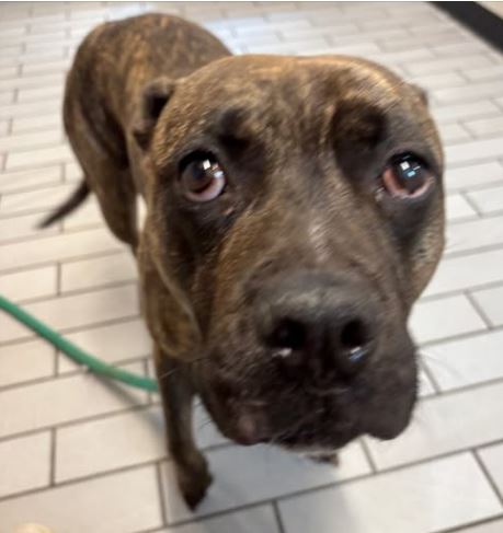 Save Delta, a 3-year-old brindle dog, from the shelter
