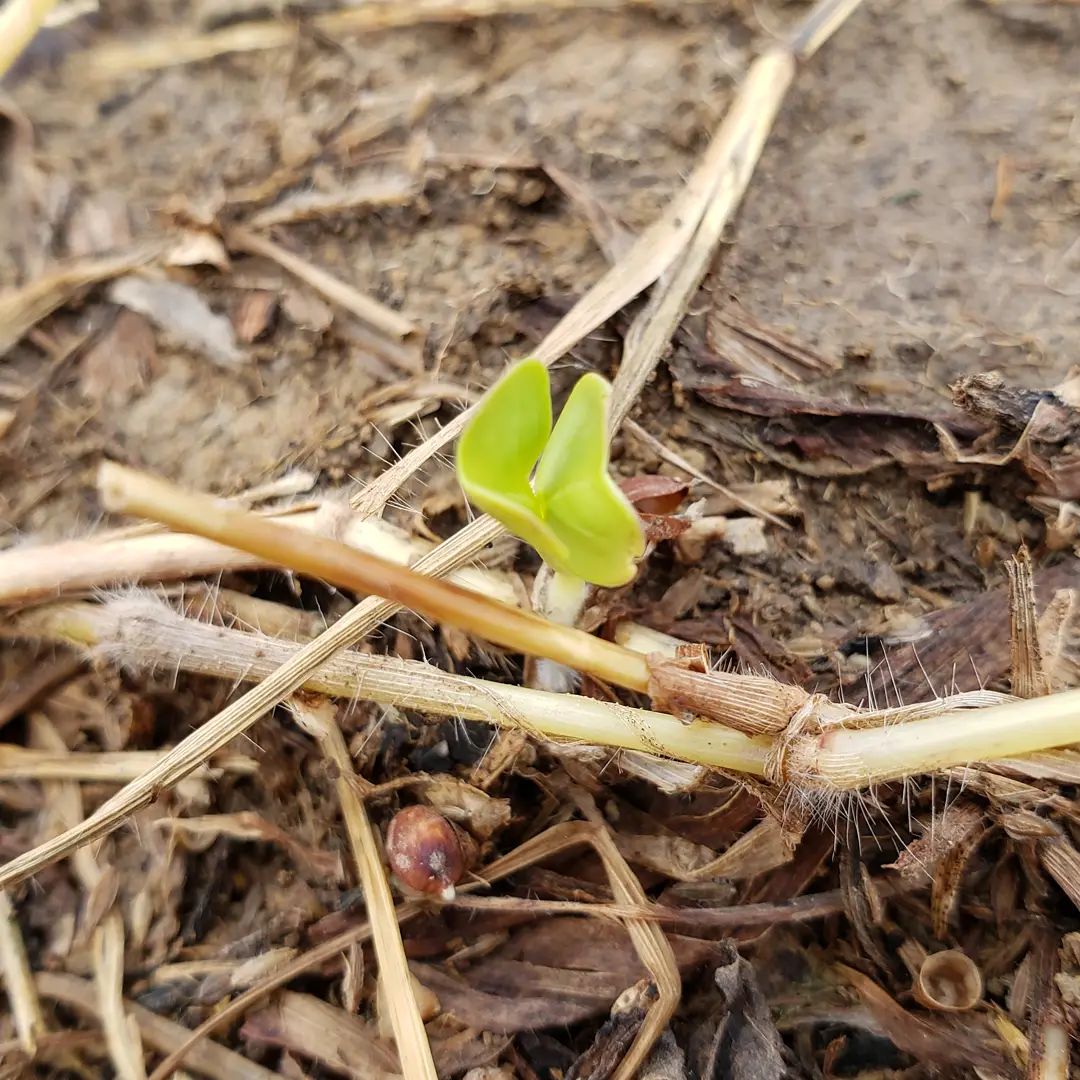Our Nitro Radish cover crop is... - Tosche Supply Co. | Facebook
