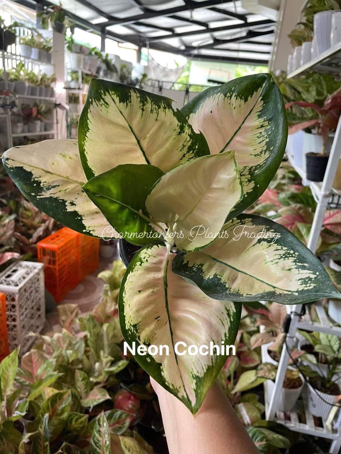 🍁 AG neon Cochin 🍁 #aglaonemaneoncochin #collectorsitem