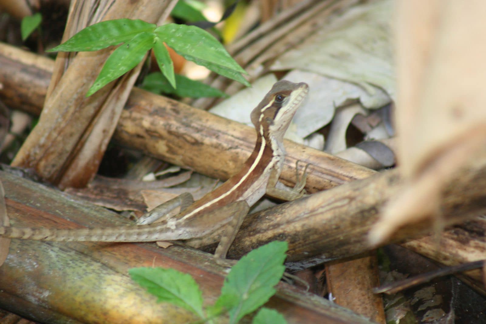 Crocodile - Better late than never- Happy World Lizard Day! Some # ...