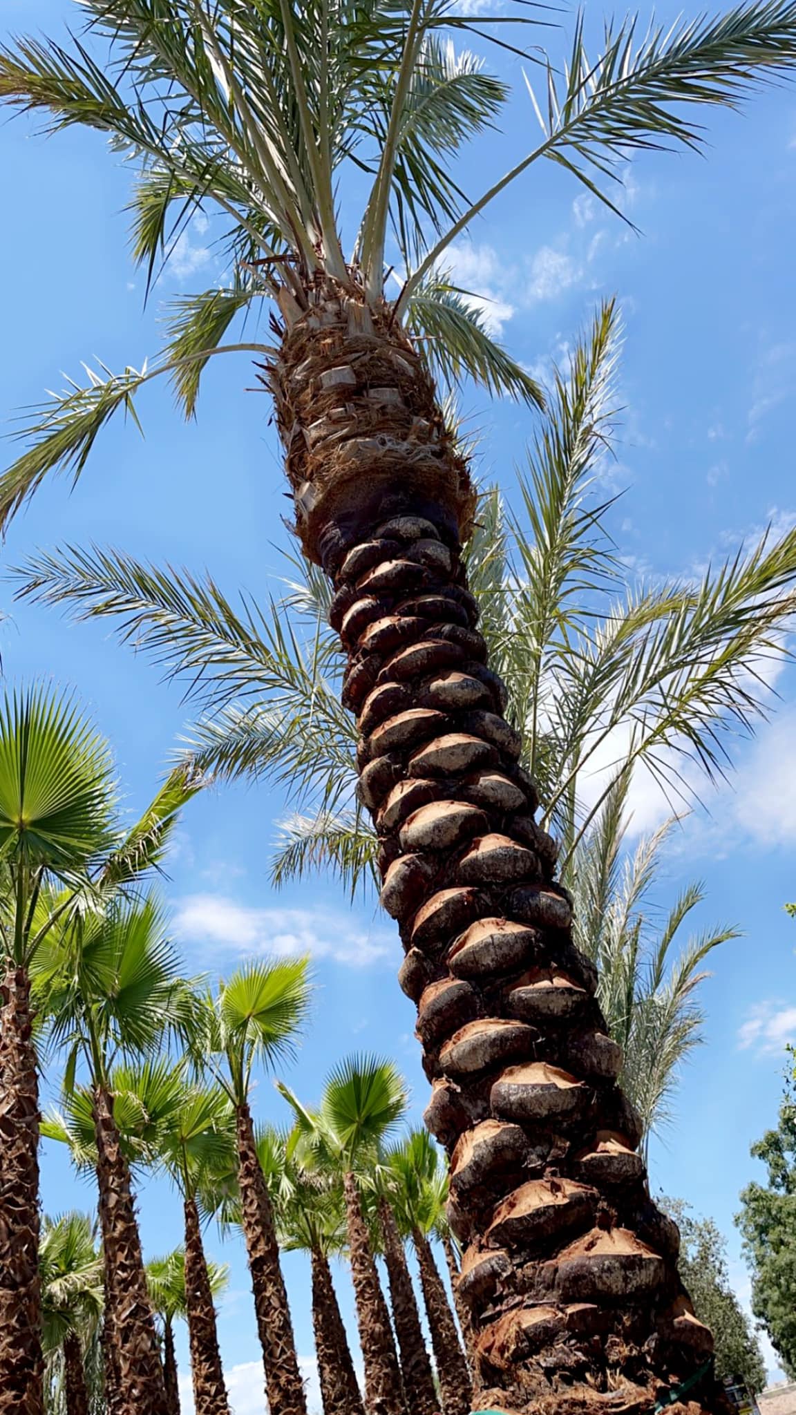 State48 Tree Service & More