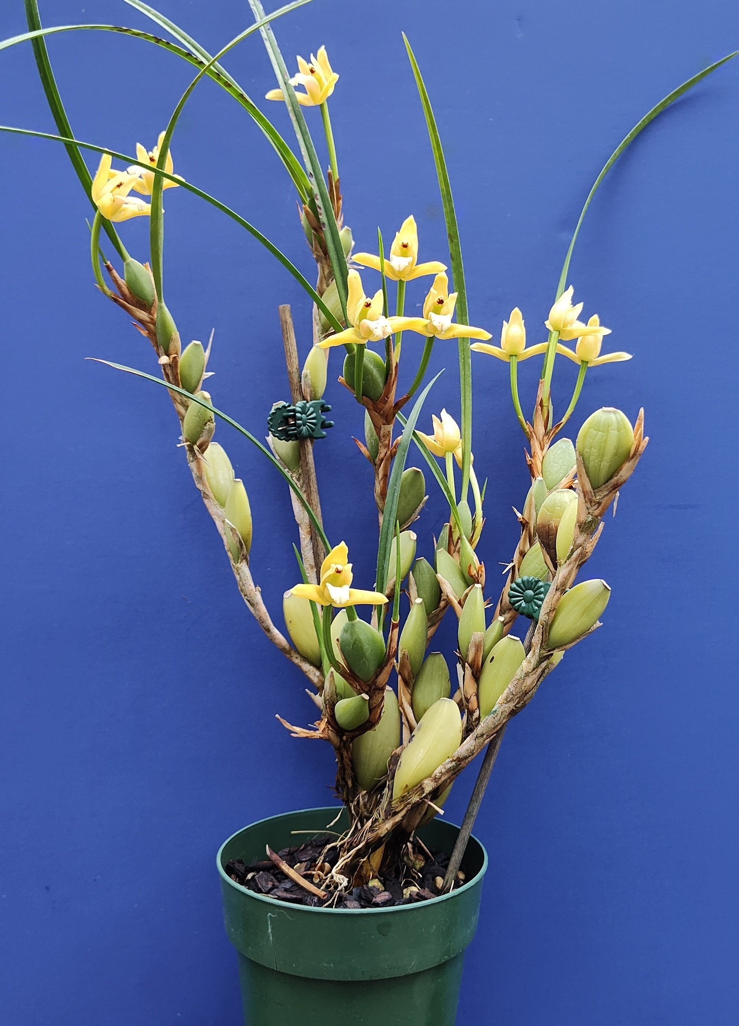 Max. tenuifolia 'Yamada' AOS has bright yellow flowers