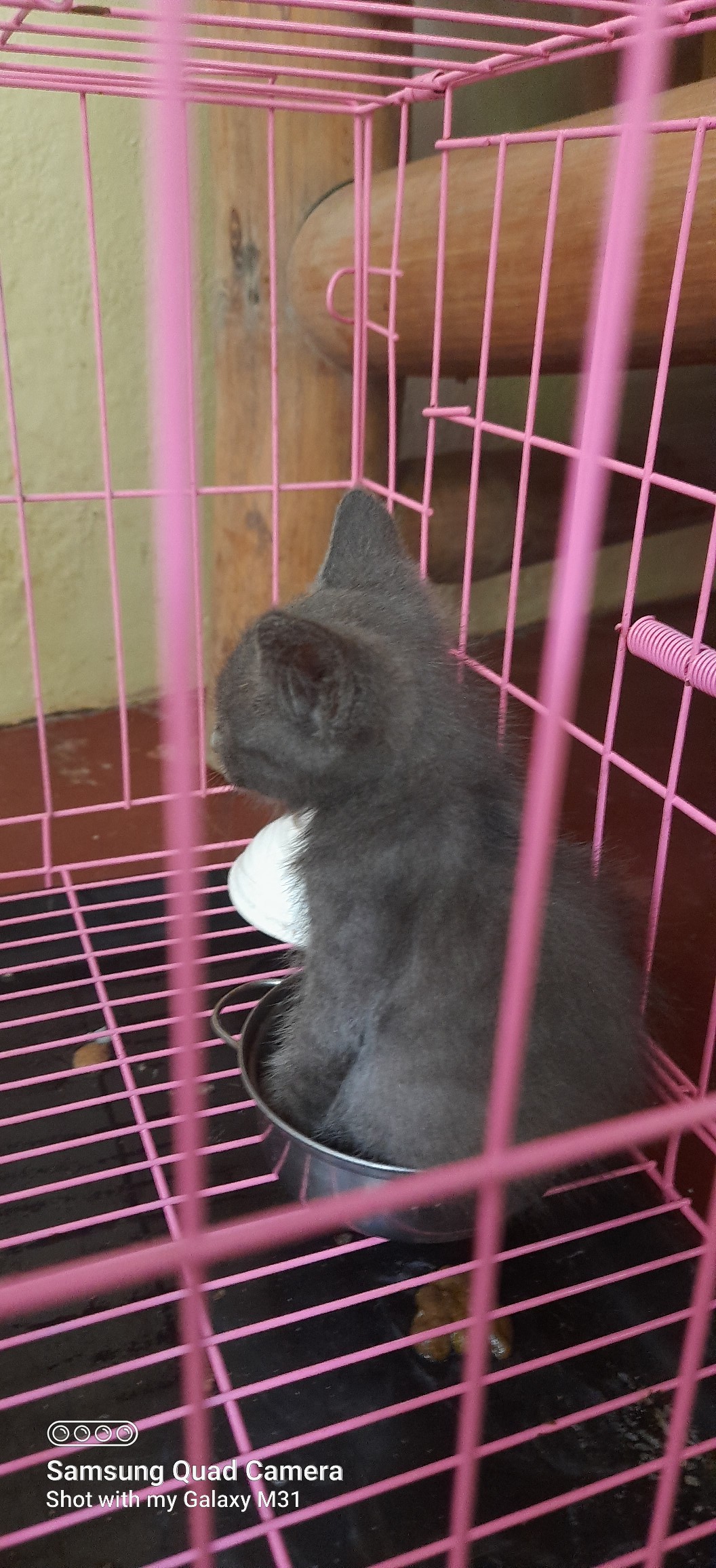 CATS & KITTENS Philippines | Ay ewan ko sa'yo bakit mo inalis sapin ko ...