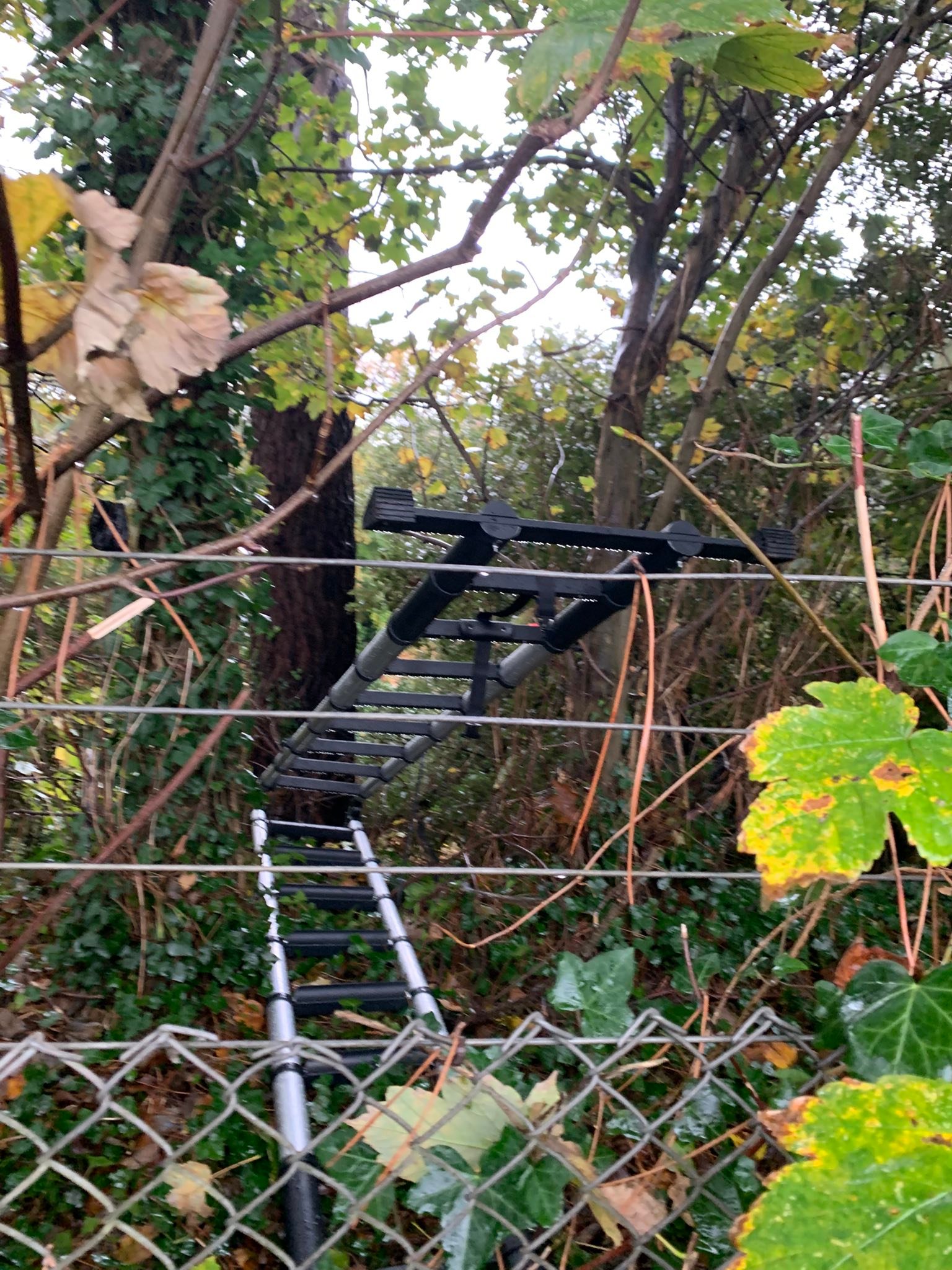 Anyone lost ladder? | Facebook