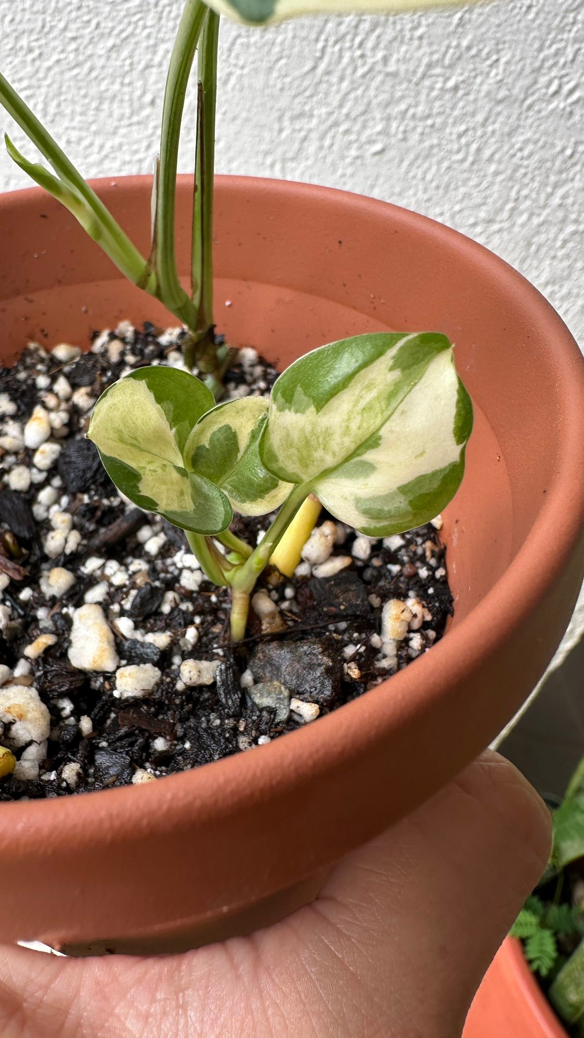 What is this pothos species?