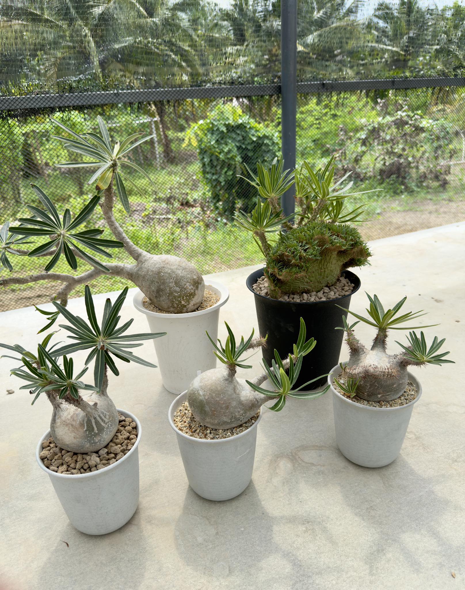 Pachypodium Gracilius cristata