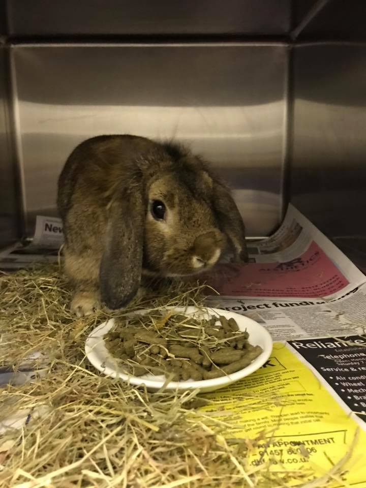 Victoria Vets - Lost rabbit, found on Turnlee Road,... | Facebook