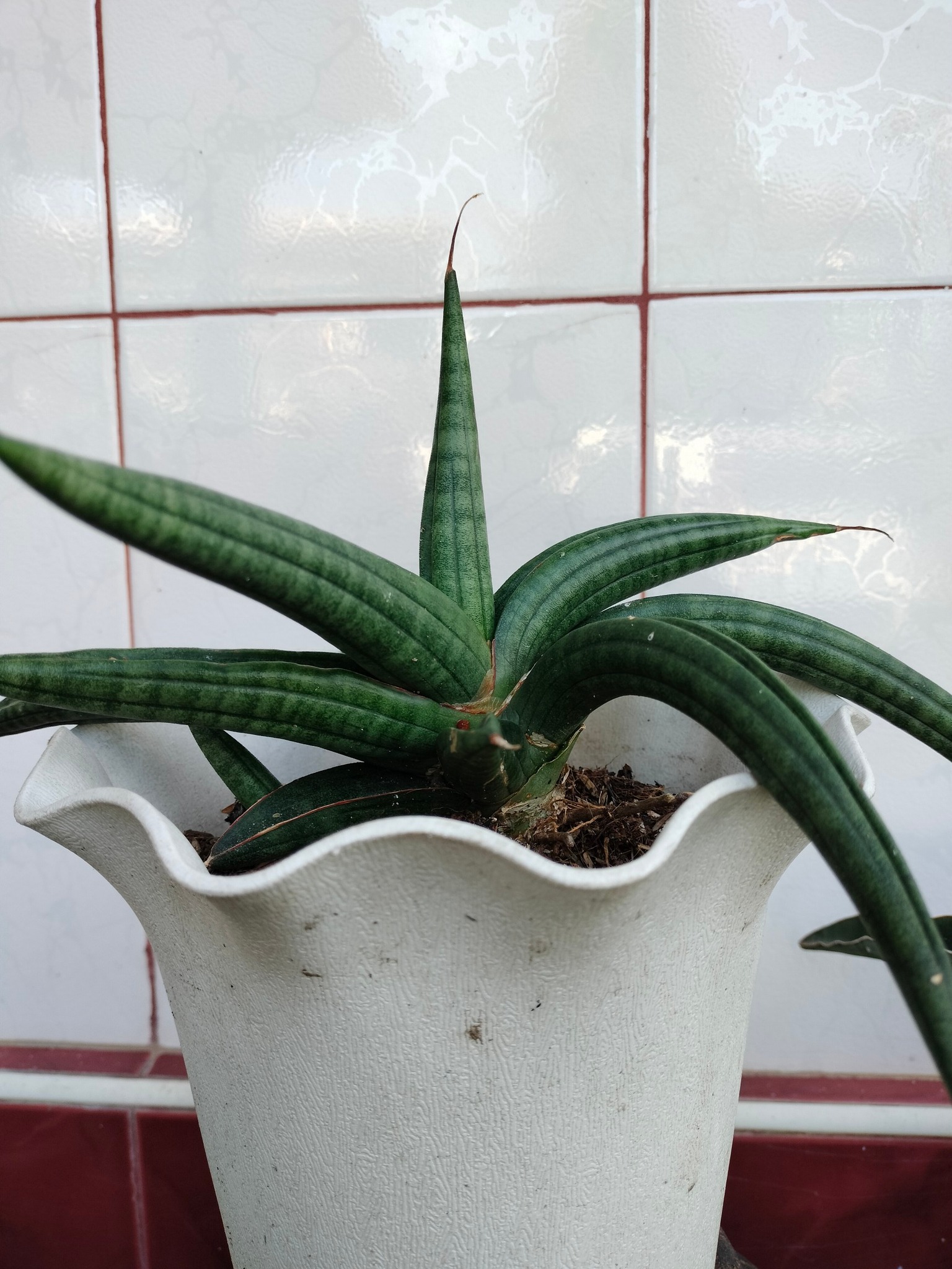 sansevieria 'green ant'
