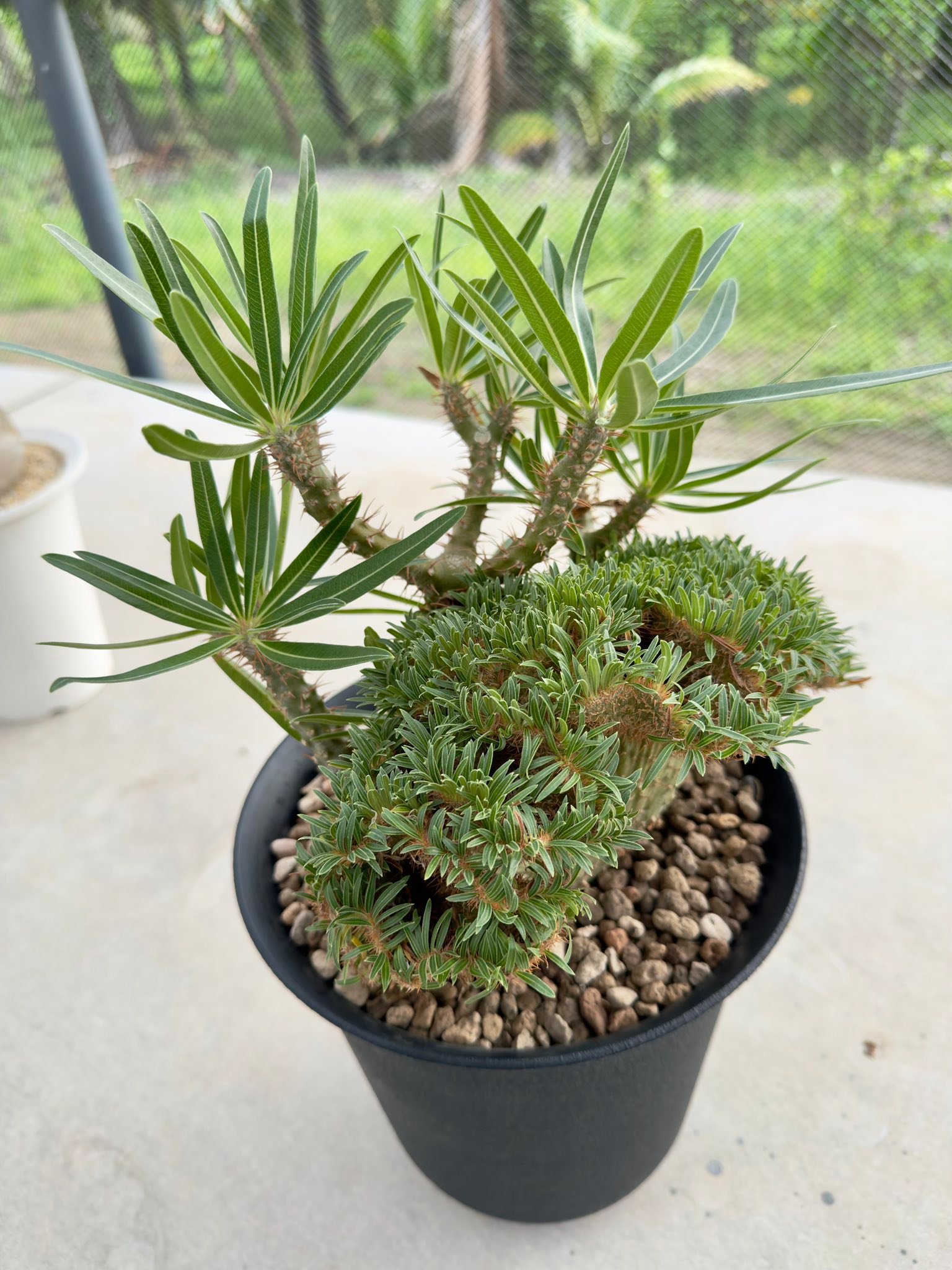 Pachypodium Gracilius cristata