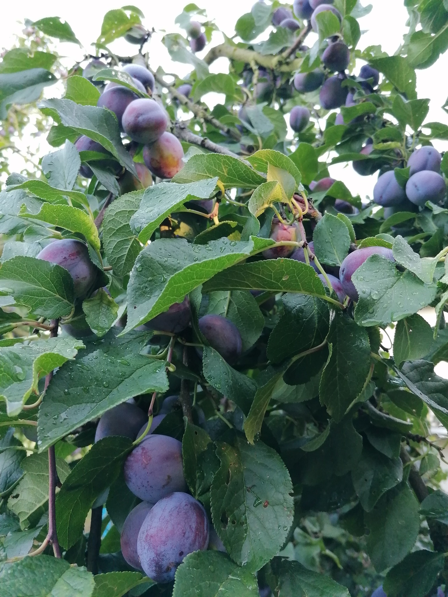 A Fruit That Looks Like a Peach but Is Not a Peach] Japanese plums 