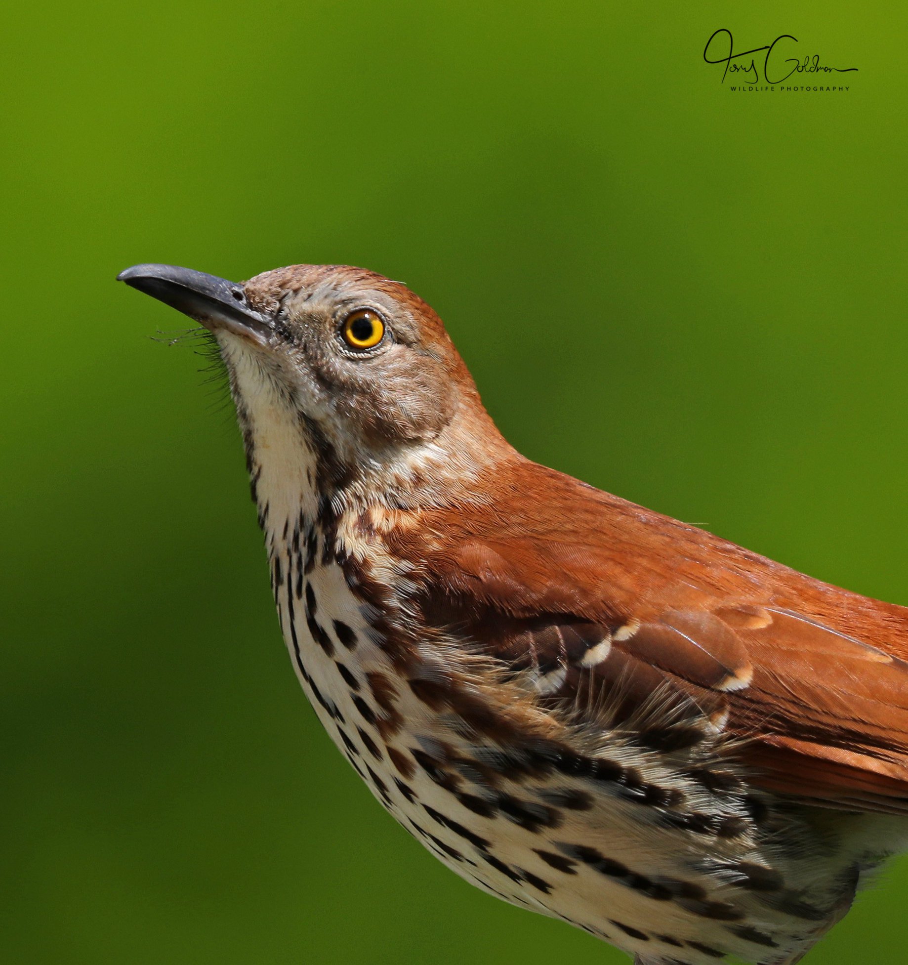 Spotting a brown thrasher in Estero, FL