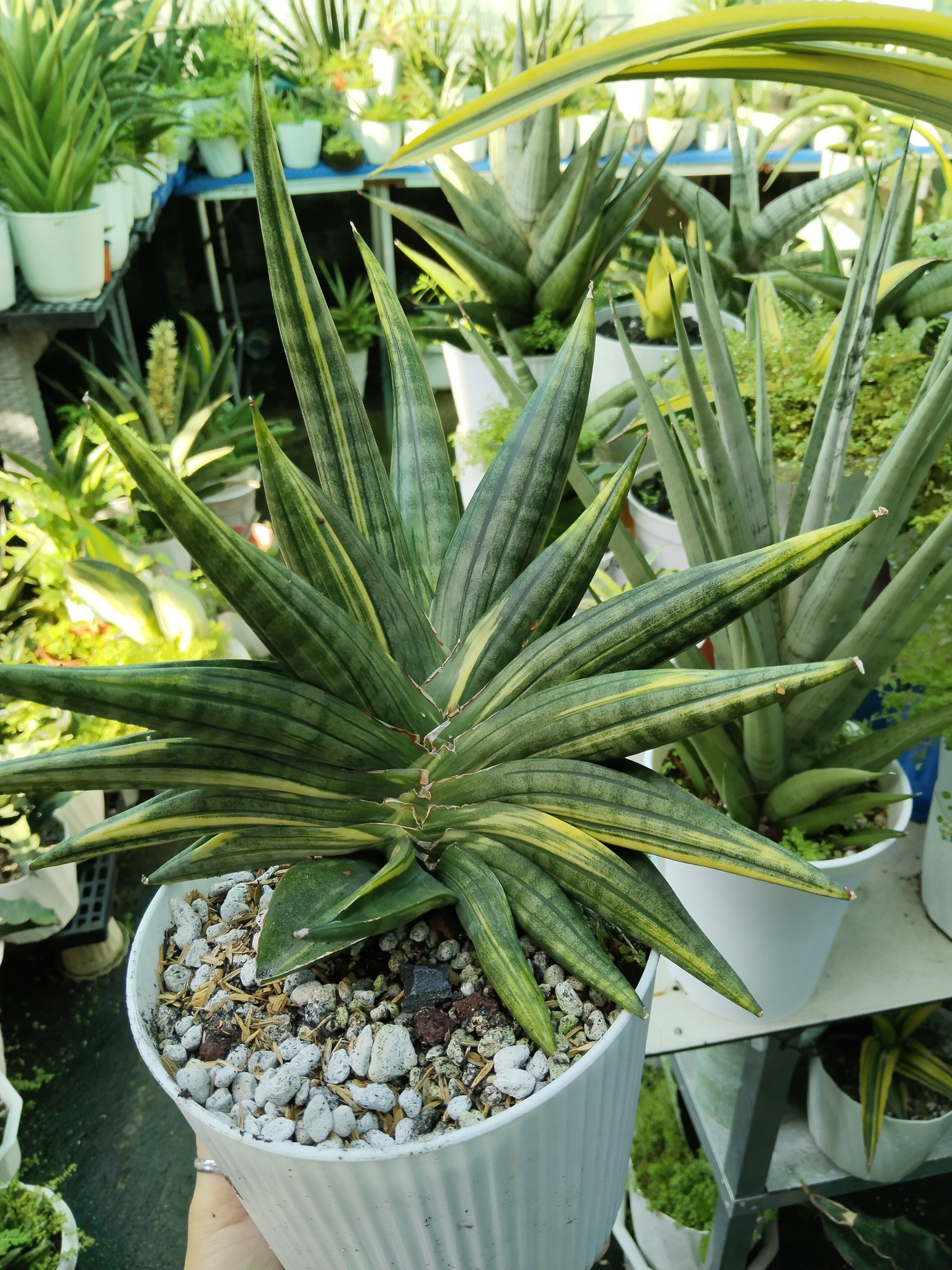 Sansevieria black pearl variegated plant