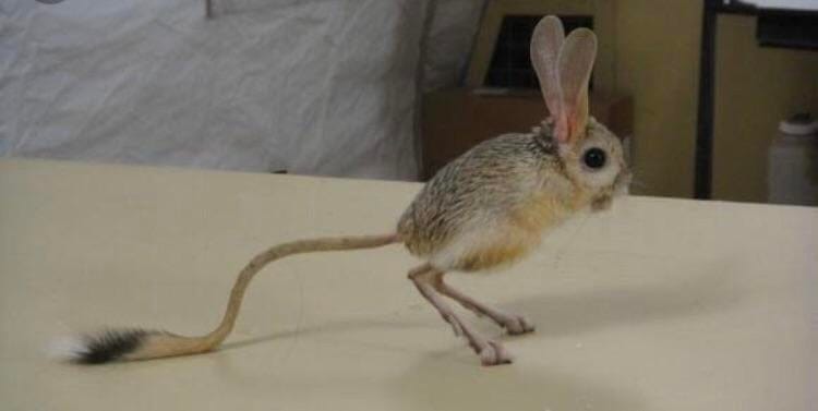 Jerboa (@Jerboa007) • Facebook
