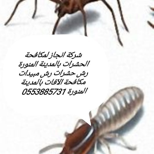 شركة مكافحة حشرات بالمدينة المنورة 0553885731 شركة رش المبيدات بالمدينة Home Facebook