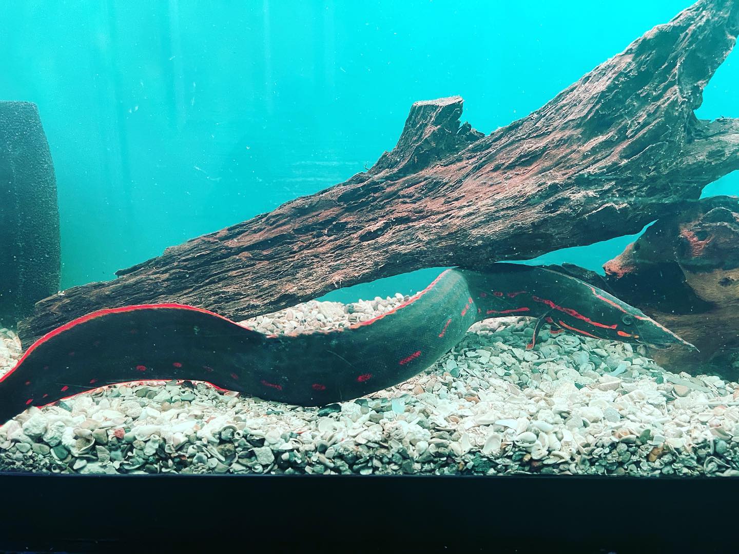 Boss Fish - The fire eel is a relatively large species of spiny eel ...