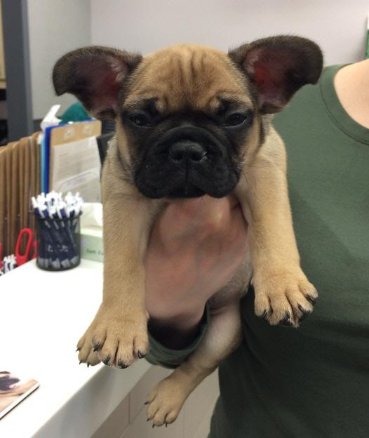 This is Yogi Bear. Yogi Bear... - VCA Blum Animal Hospital