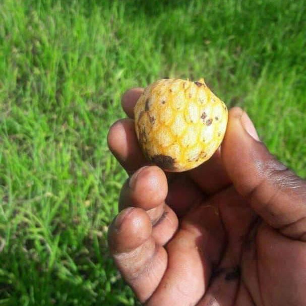 MULOLO is a common... - Zambia Agribusiness Society - ZAS | Facebook