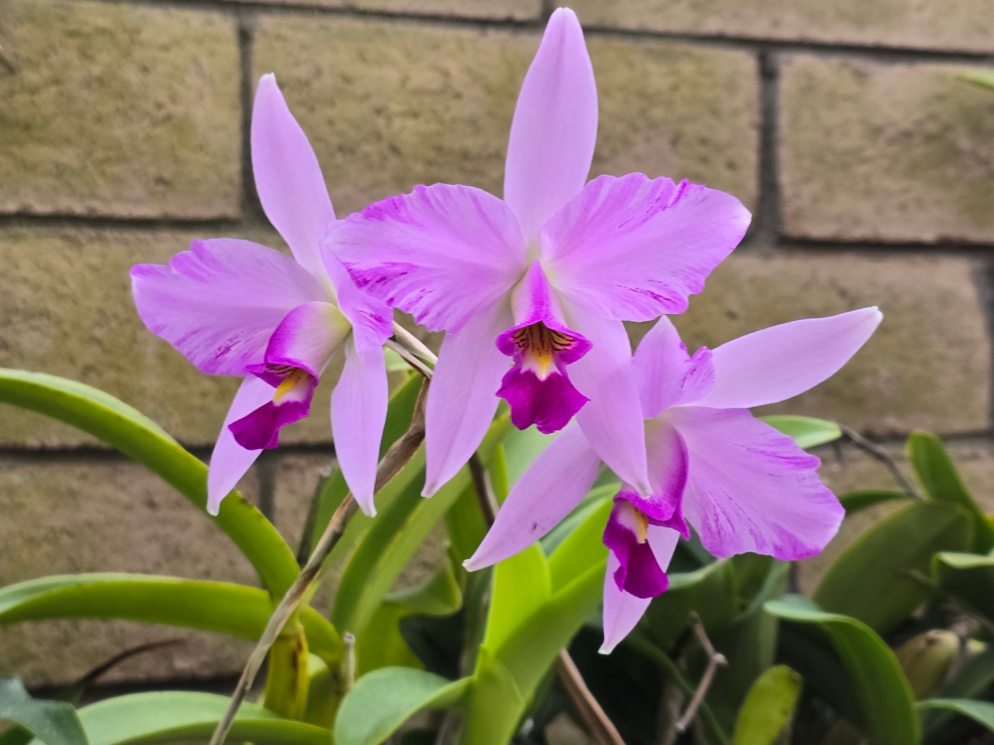 L. anceps 'Disciplinata' x 'Gigas Flair' orchid blooms