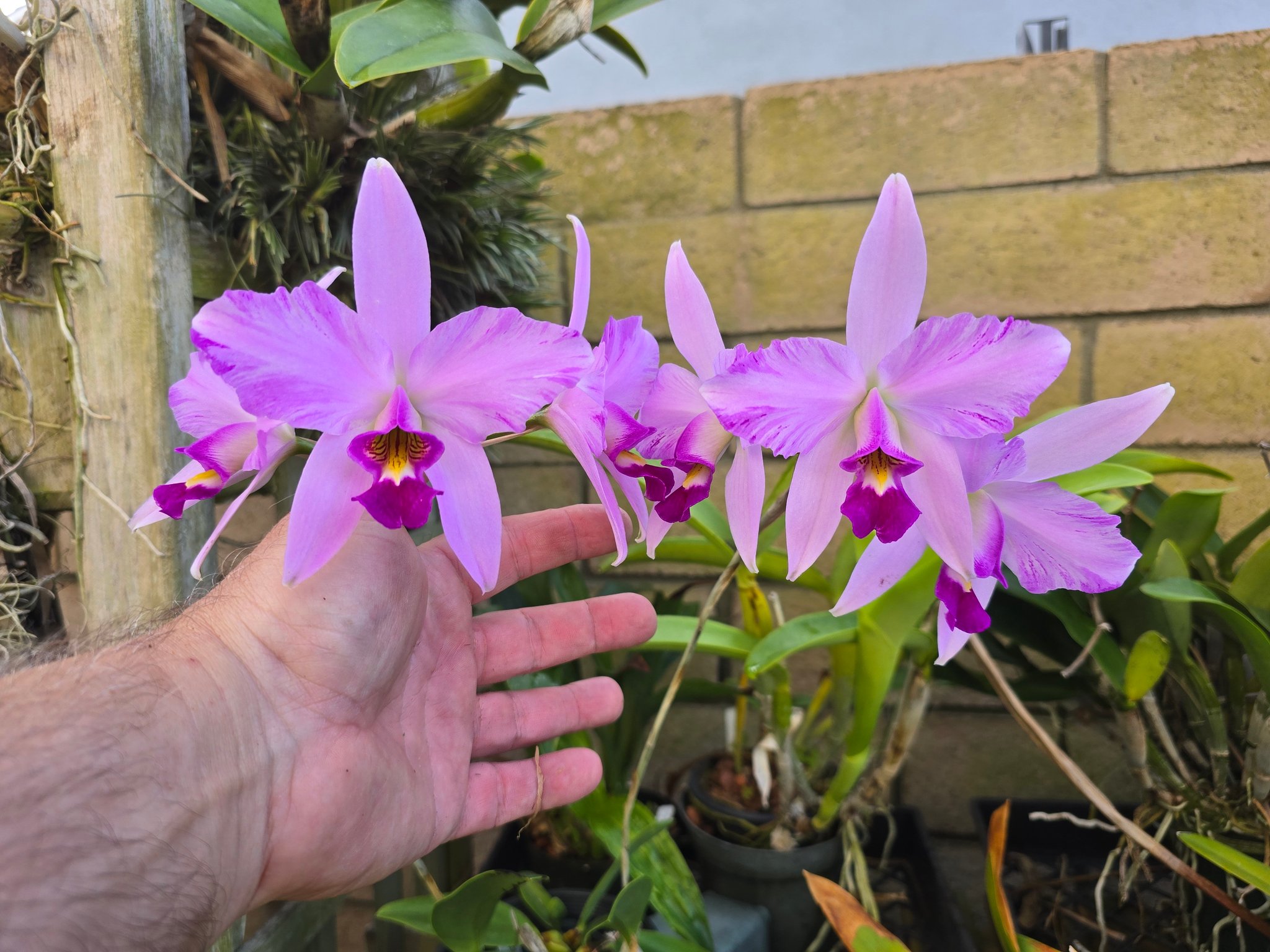 L. anceps 'Disciplinata' x 'Gigas Flair' orchid blooms