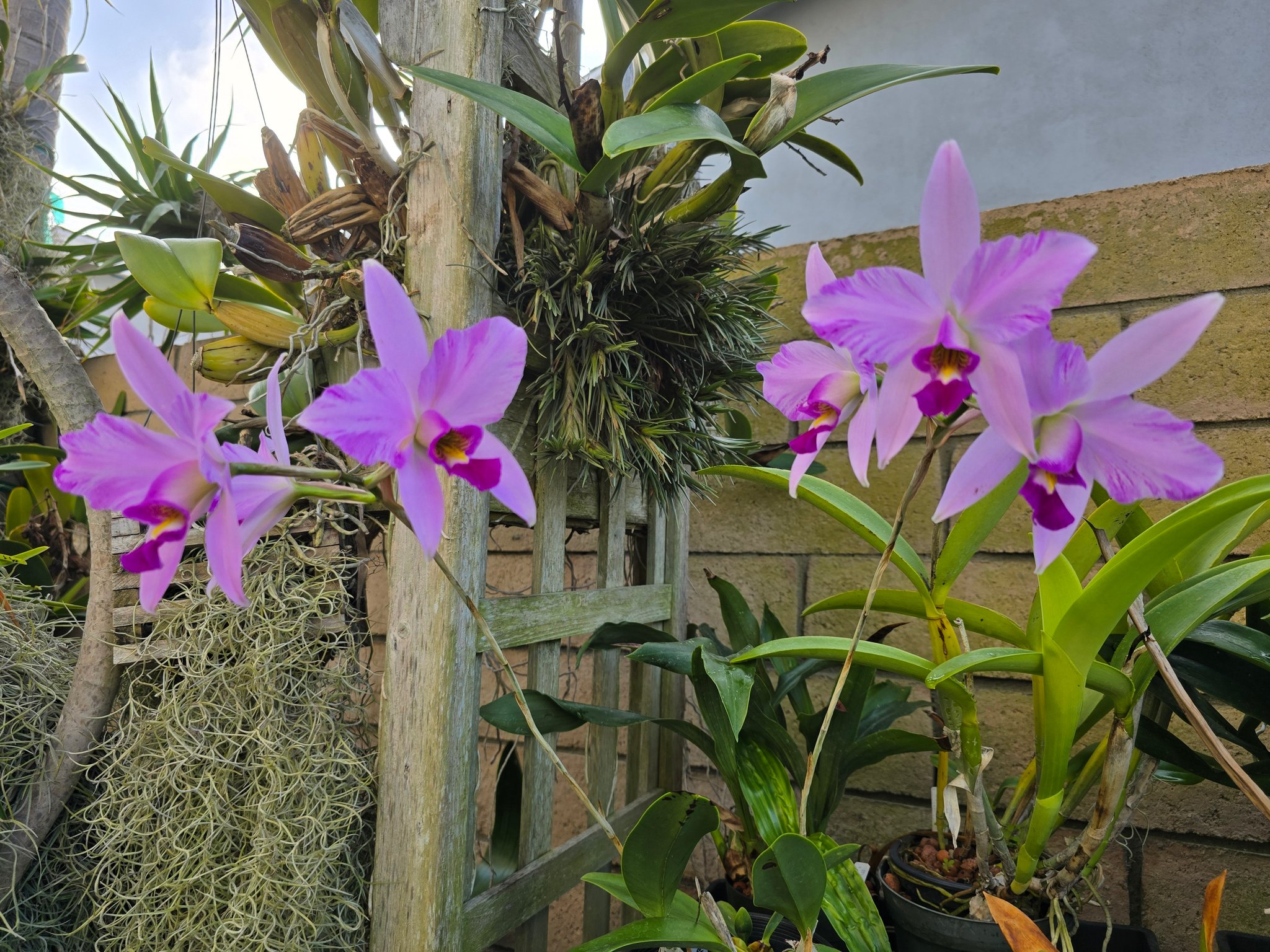 L. anceps 'Disciplinata' x 'Gigas Flair' orchid blooms