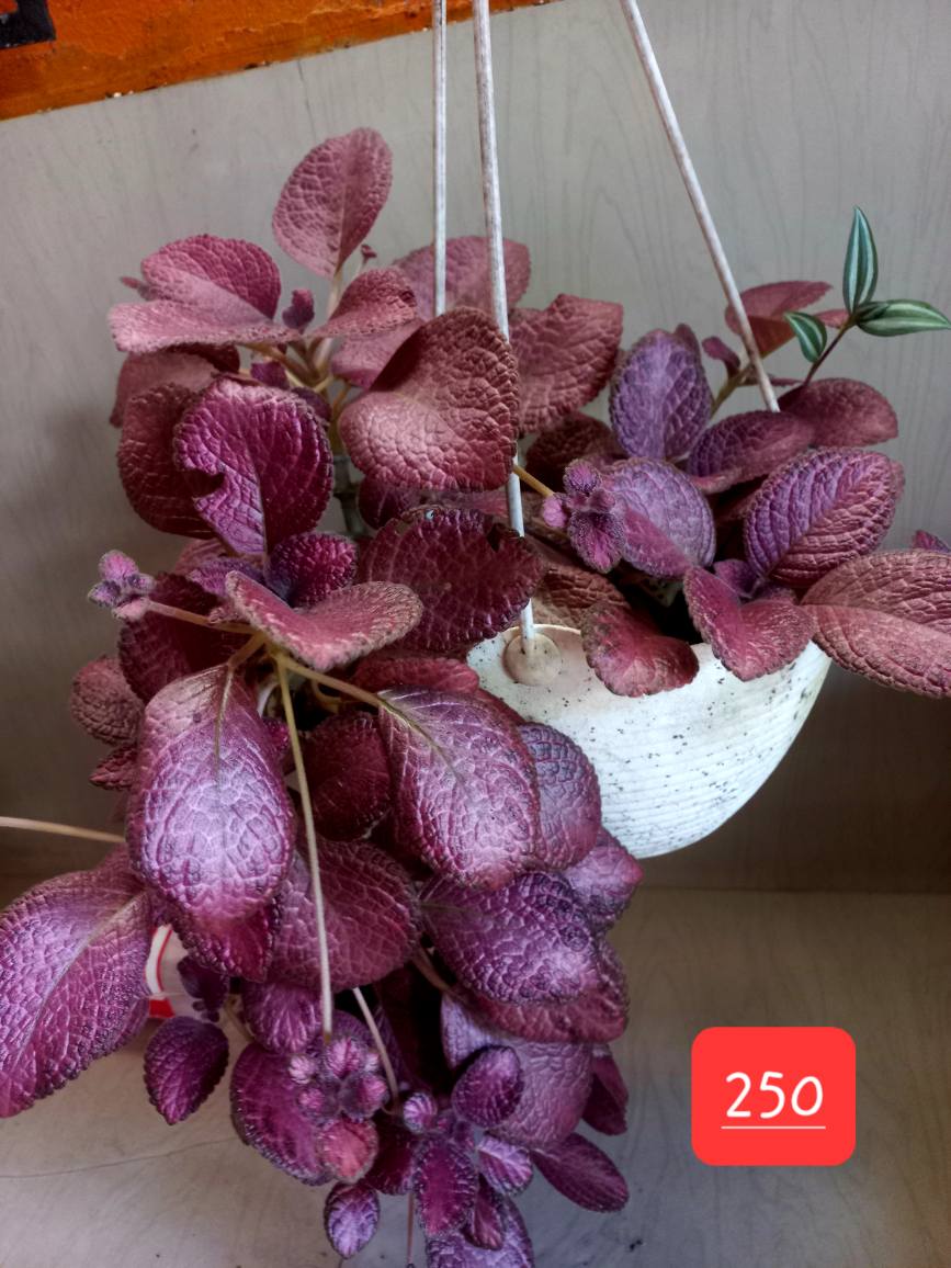 Taga tagapo sta. rosa ako. | PLANTS FOR SALE🌿🌿 | Facebook