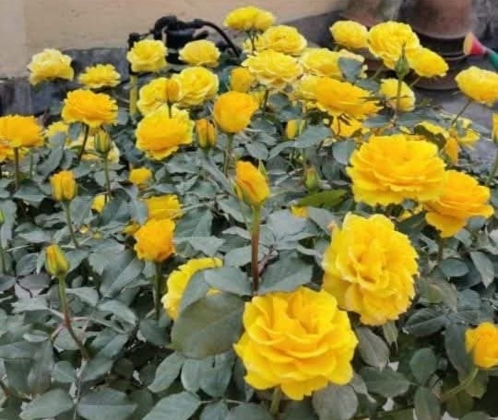 Rose Revolution | The green roses that I planted turned out not all of ...
