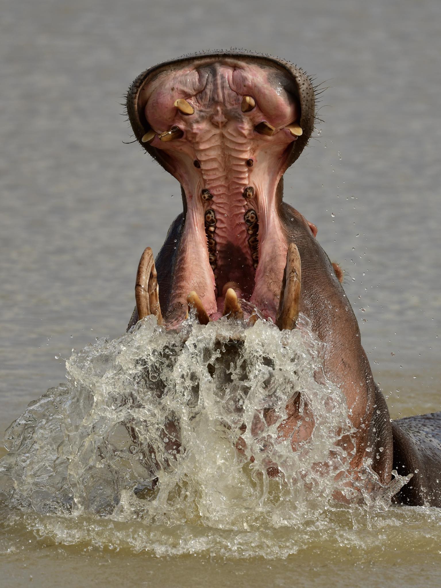 Wild hippo spotted at the beach