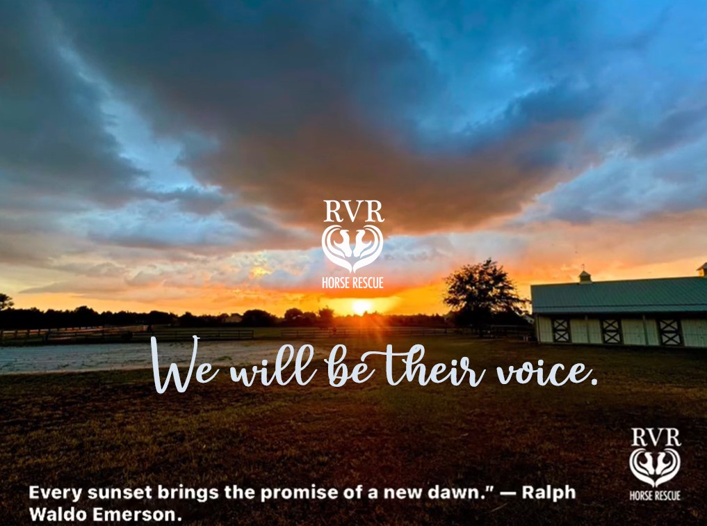 RVR Horse Rescue Volunteers - Bradenton | Facebook