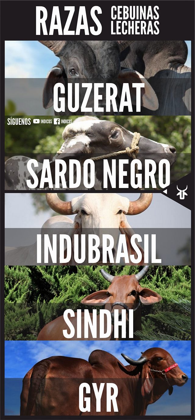 Indicus - Conoce más datos acerca de la razas #Cebu con...