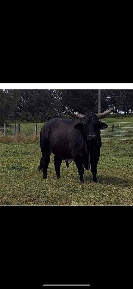 Neerim Rodeo Challenge added a... - Neerim Rodeo Challenge
