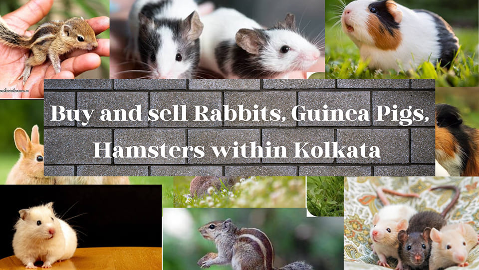 Kolkata rodents buying & selling group (Rabbits, Guinea Pigs, rats ...