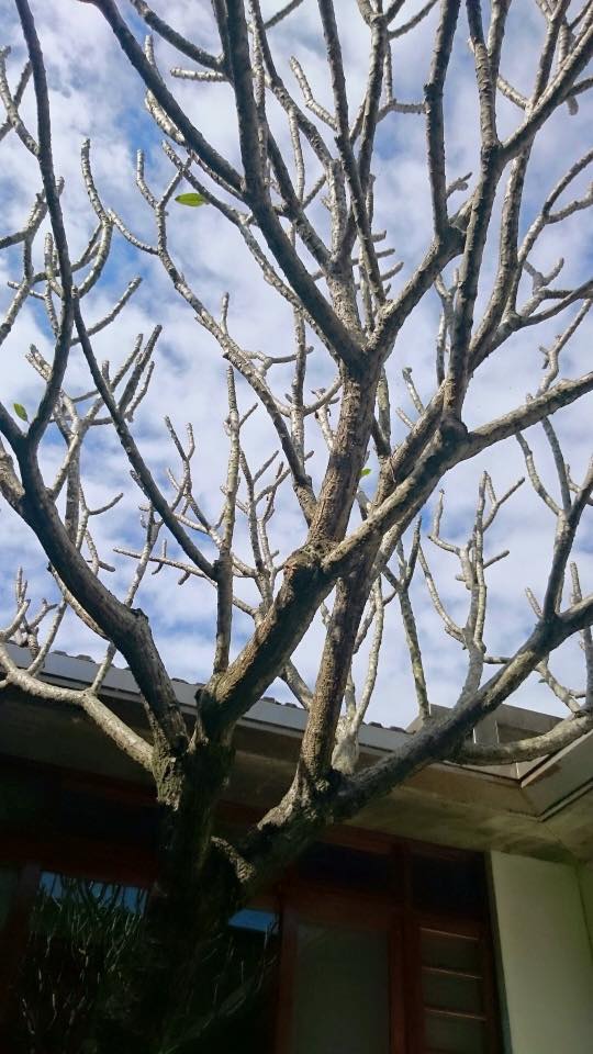 宜蘭壯圍張宅經典民宿 - 以為緬槴樹葉因為冬天來臨而凋零了，走進中庭後才發現，在樹枝上還繫著一兩片綠葉，葉子在風中搖晃...