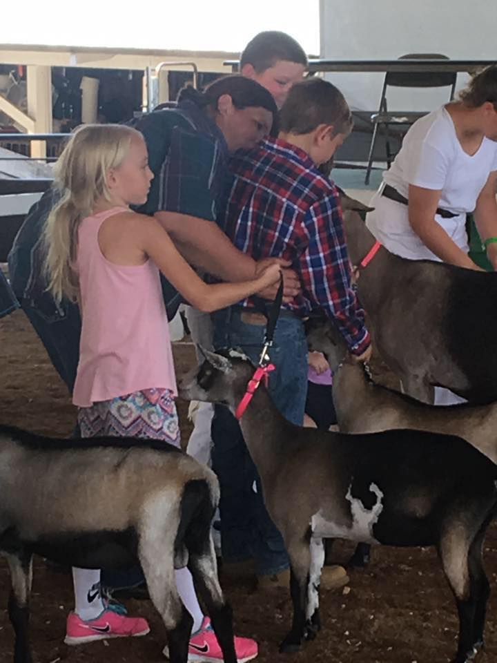 Snyder’s Sheep and Goat Farm | Everett PA
