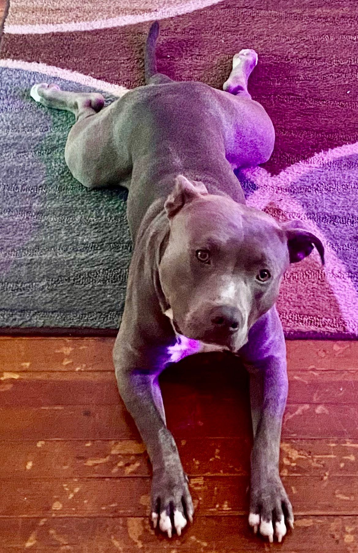 I no longer have my boy Cassius. He was my best friend. | Facebook