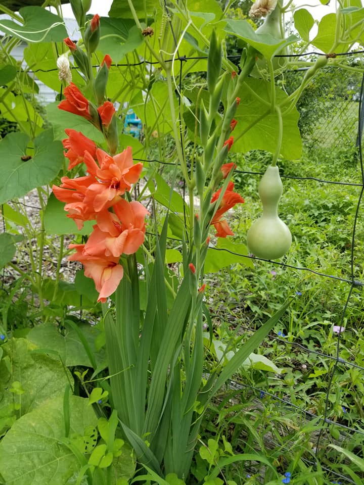 The gardens at the farm may have... - Russell Farm Art Center