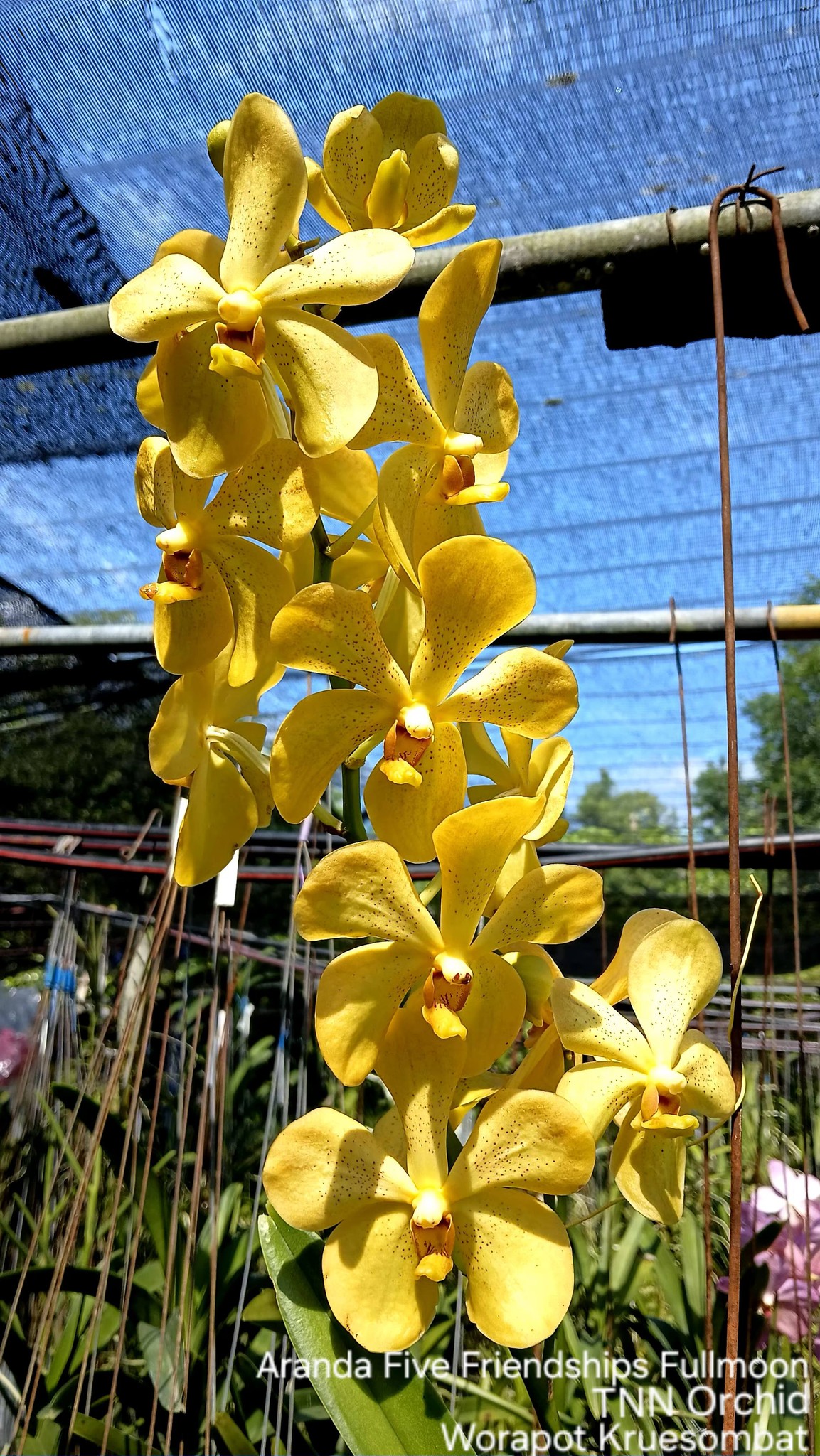 大特価‼️［洋蘭原種］極希少種　Phal. celebensis yellow 洋蘭原種］極希少種 Phal. celebensis yellow 大株 洋蘭原種］極希少