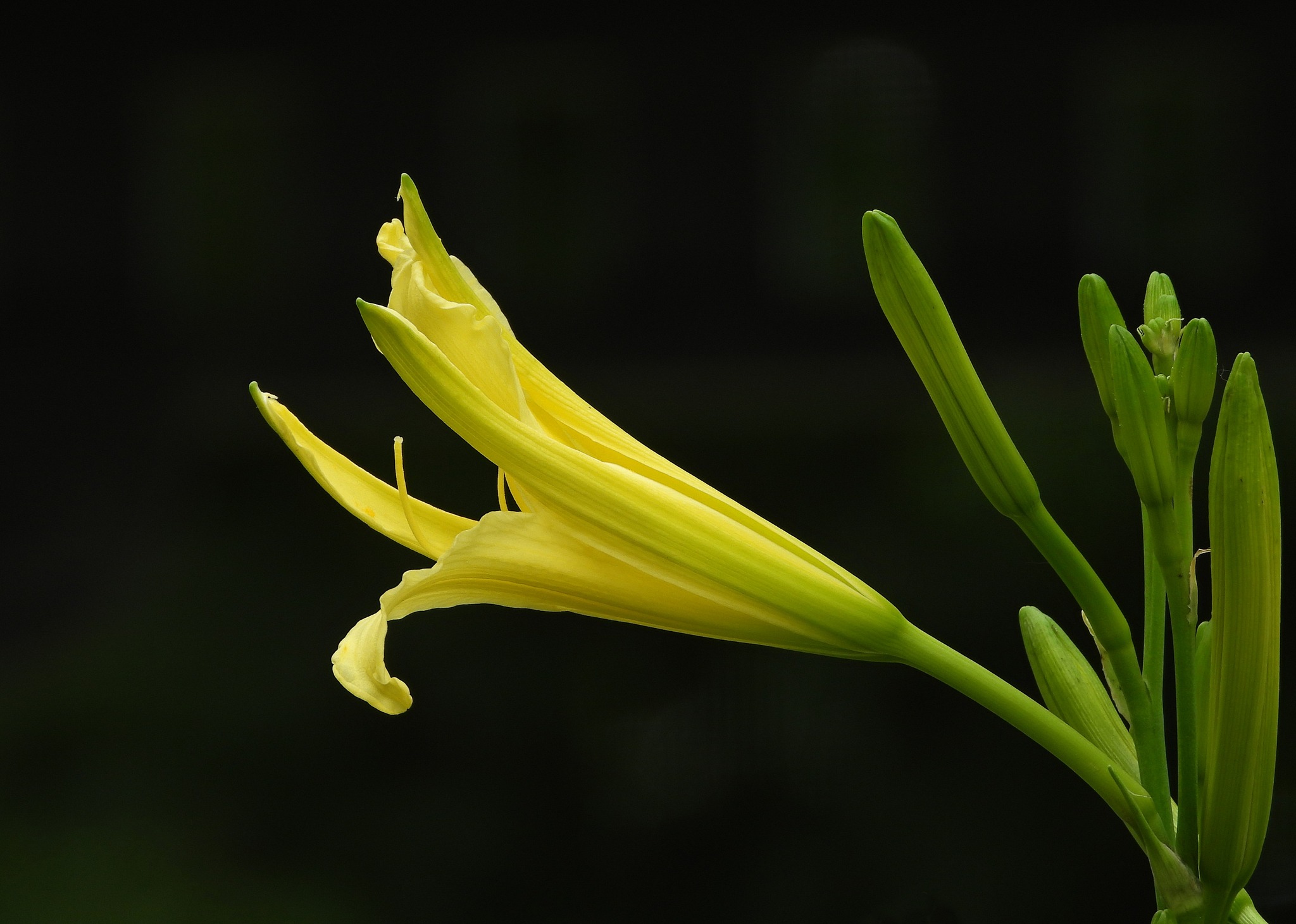 Marilyn Monroe Daylilies - 2 Large Fans - Healthy Perennial - Fresh Dug To Order