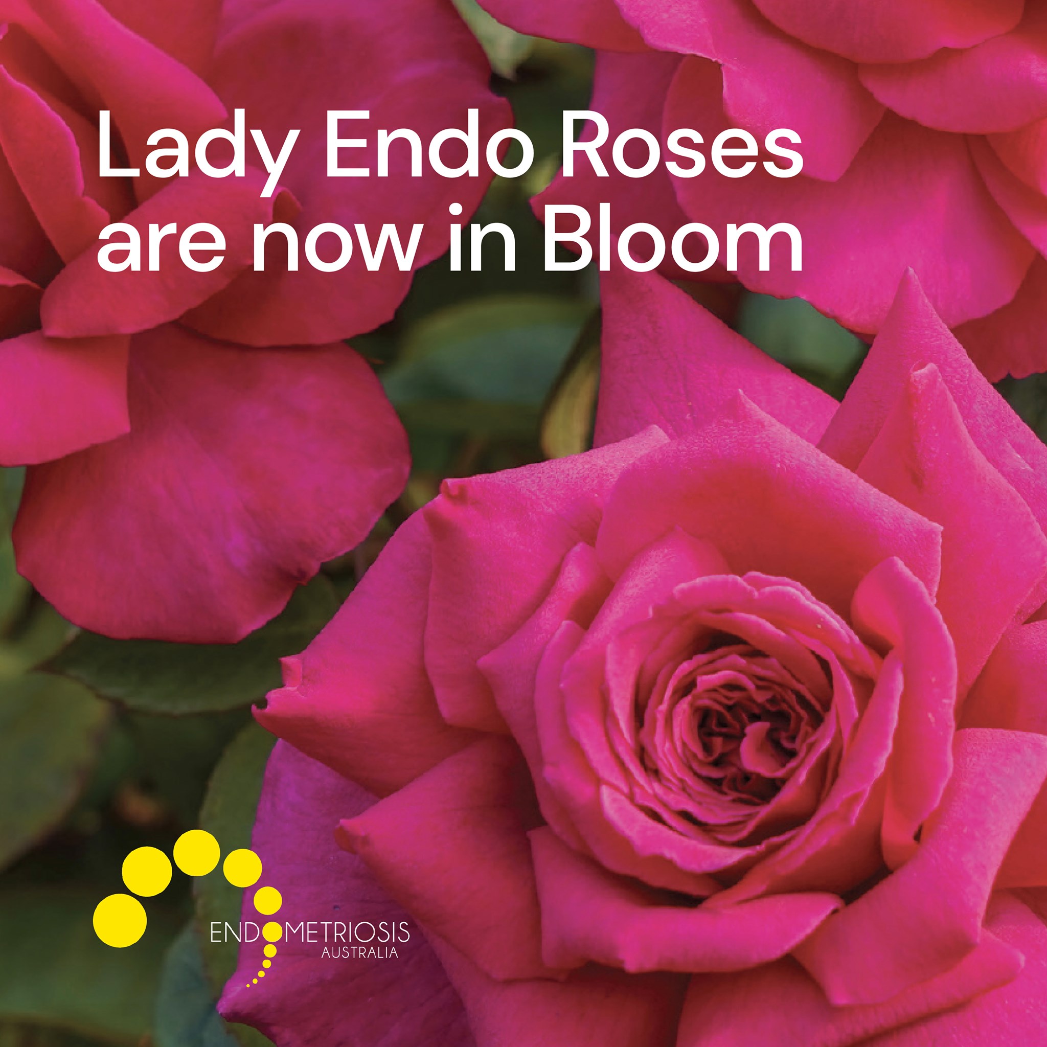 Endometriosis - It's bloom season for the gorgeous Lady Endo Roses! We ...