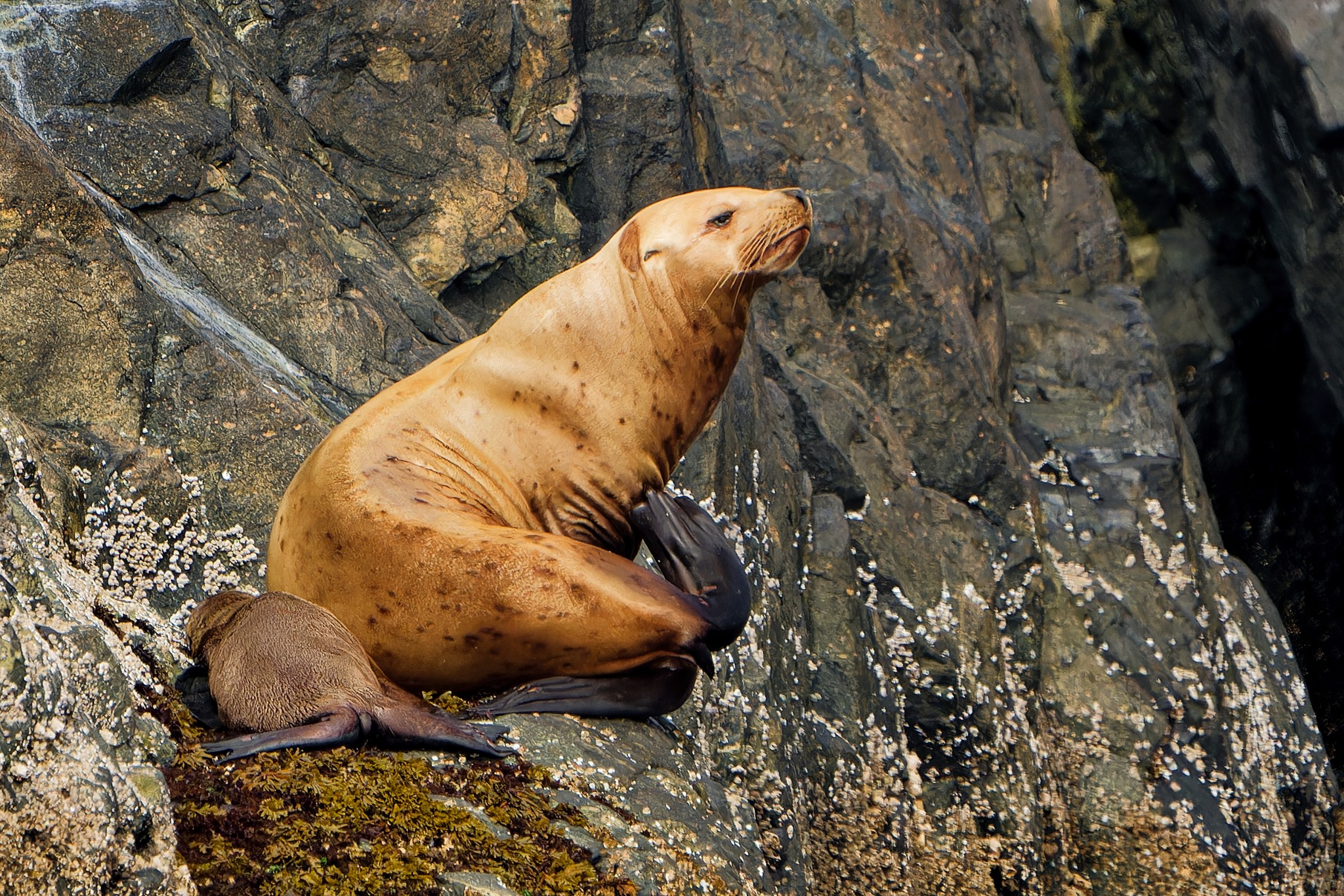 Let's check in with Rowdy the Steller sea lion and her pup out on
