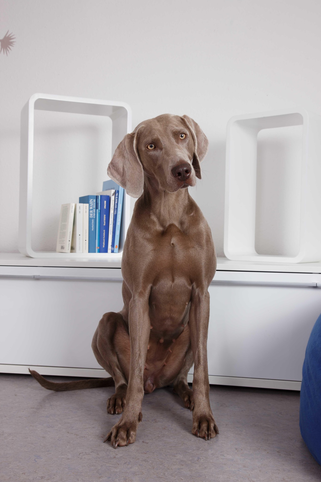 Dehner - Den Hund mit zur Arbeit nehmen? Da scheiden sich die Geister! Was haltet ihr davon? #nimmdeinenhundmitzurarbeittag