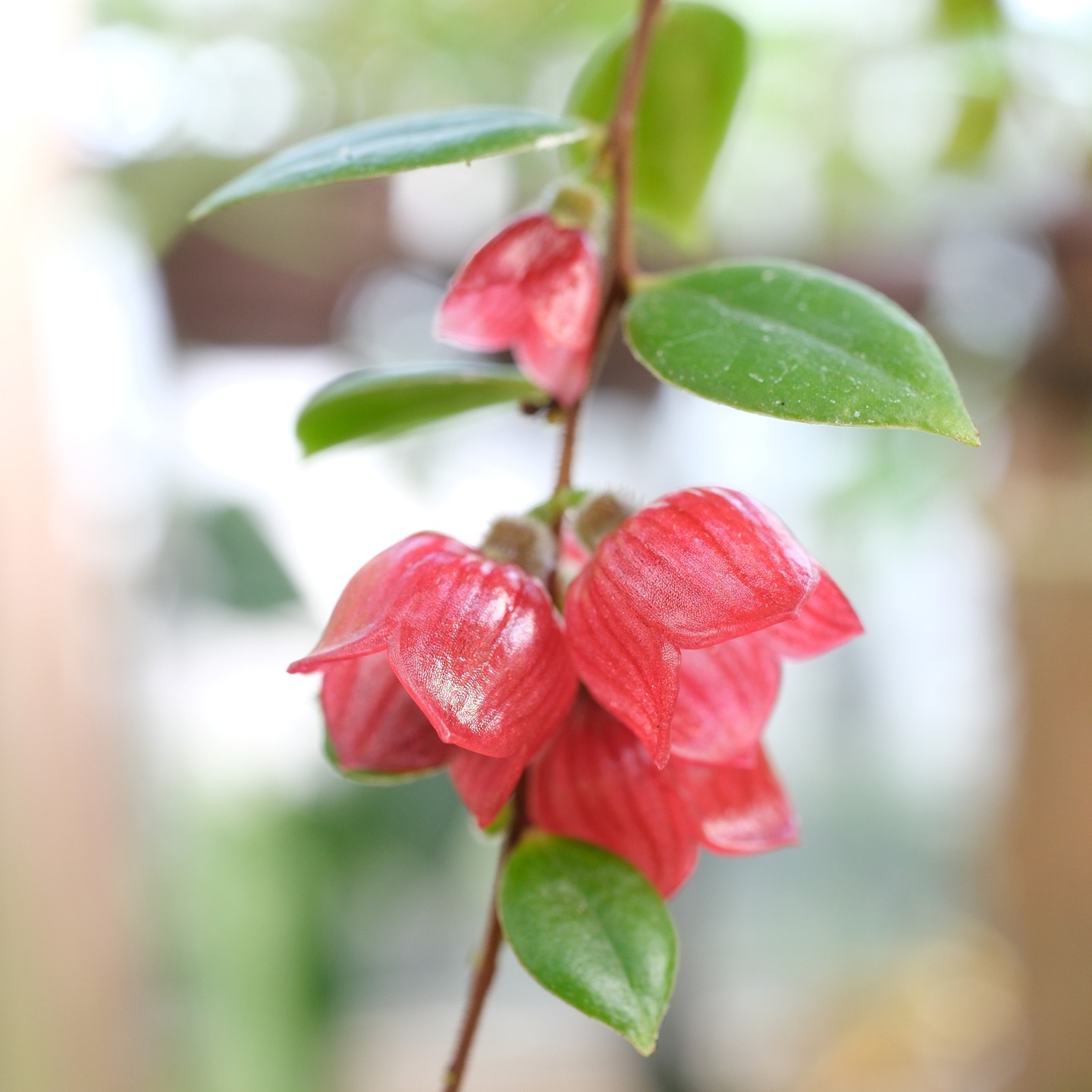 ✨ We are pleased to announce Ceratostema ingridportillae, a new