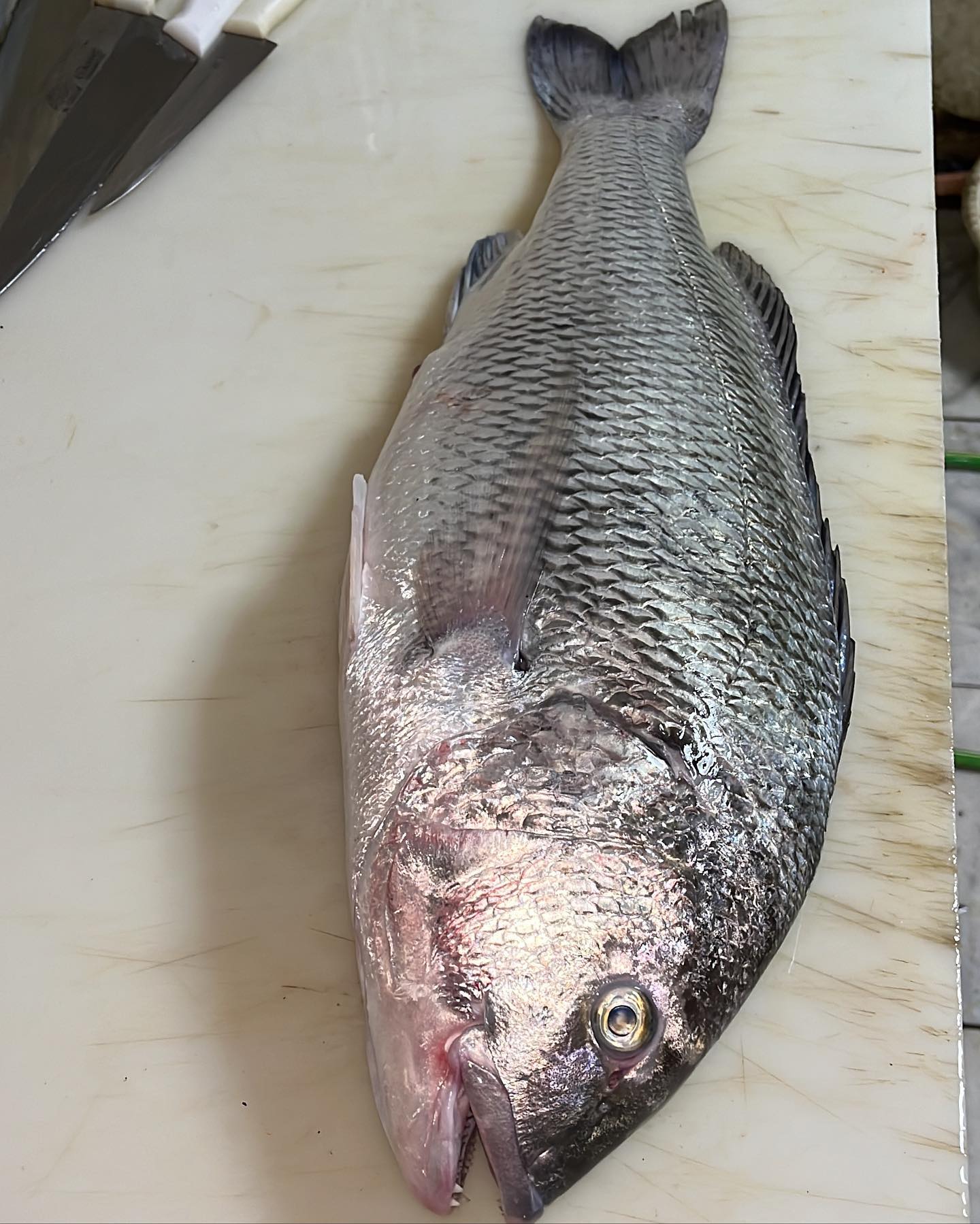 persian-gulf-fishing