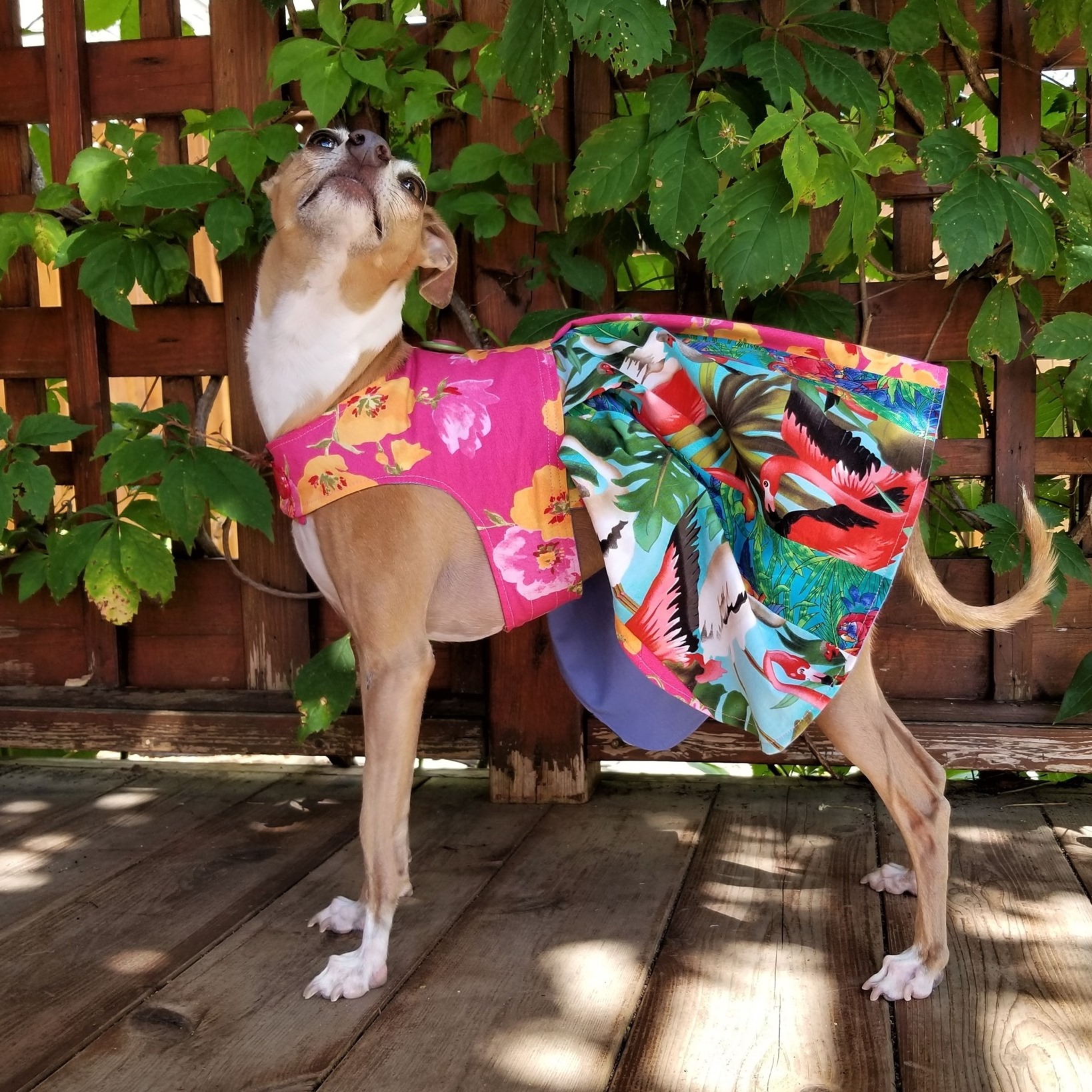 ハンドメイド 犬服 mumu MuMu Dog Fashion (@MuMuDogFashion) • Facebook